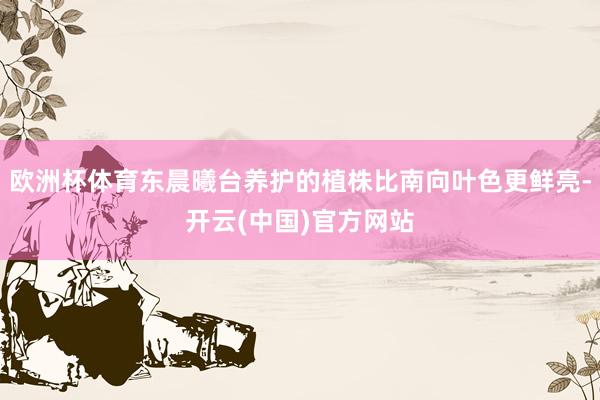 欧洲杯体育东晨曦台养护的植株比南向叶色更鲜亮-开云(中国)官方网站